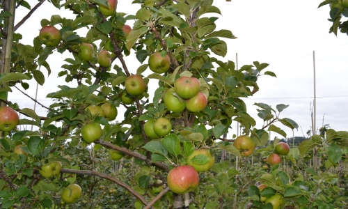 Producers-family-food-tour---apple-orchard