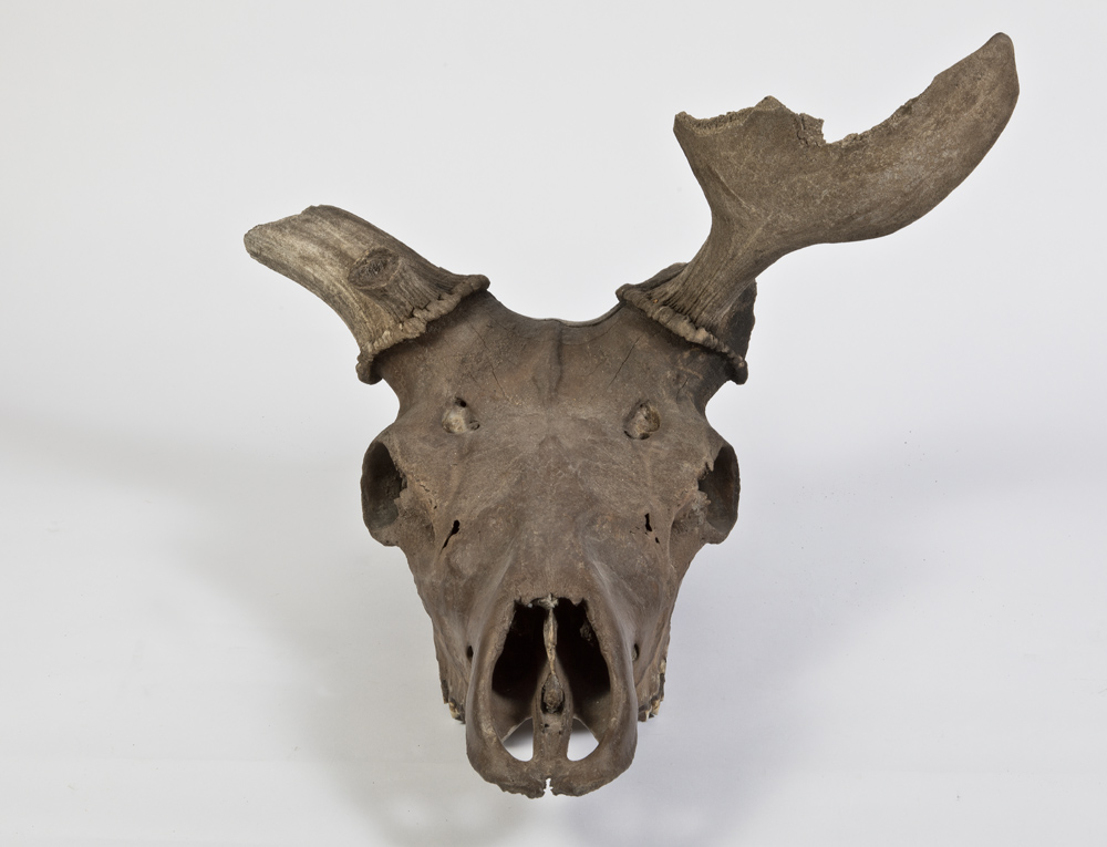 Antler-and-Skull-of-a-Giant-Irish-Deer-Wilton-Cork-03
