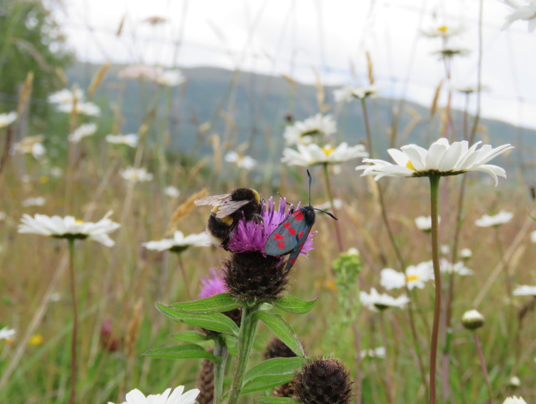 Bee and Butterfly pollinate flower 