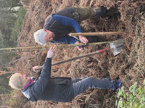 Mary Keohane and Jim O'Leary of Waterloo Renewal staking an oak tree