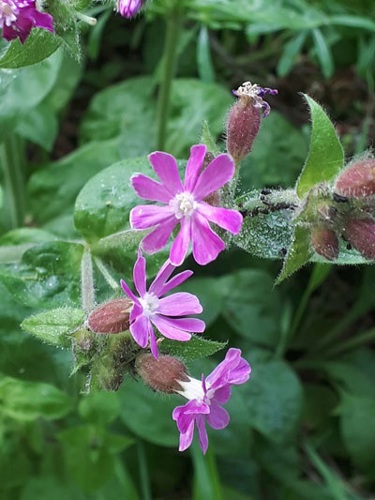 Cork Nature Network