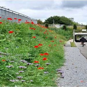 Passage Railway Greenway Improvement Scheme - Phase 1