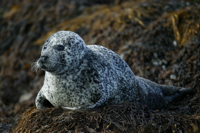 Harbour Seal