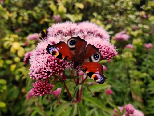 Usna-Keating-Red-Admiral