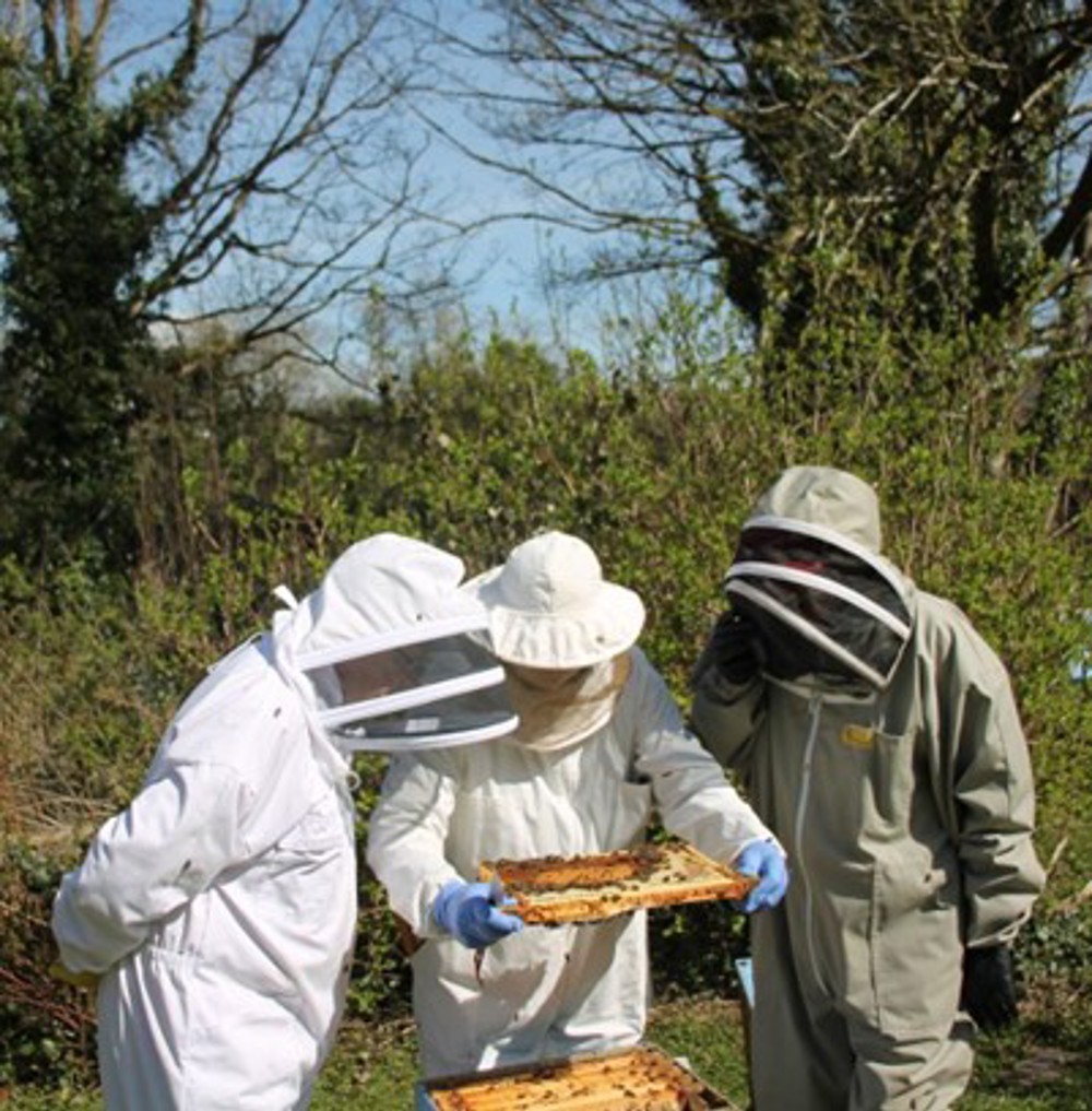 Cork-County-Beekeepers-Association-Copy