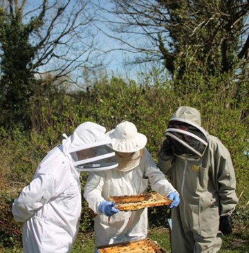 Cork-County-Beekeepers-Association-Copy