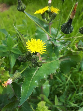 Cork Nature Network Dandelions