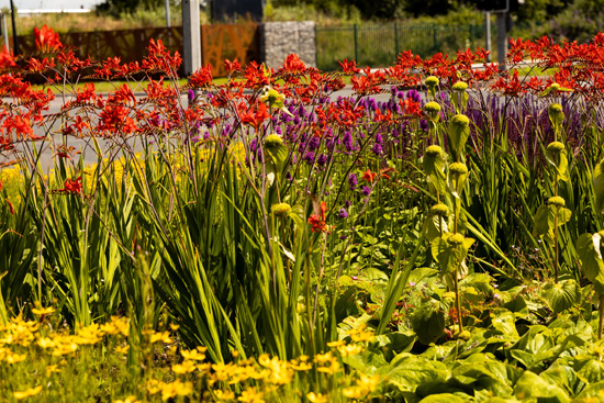 Crocosmia