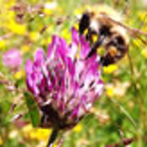 Irish Bee Conservation Project