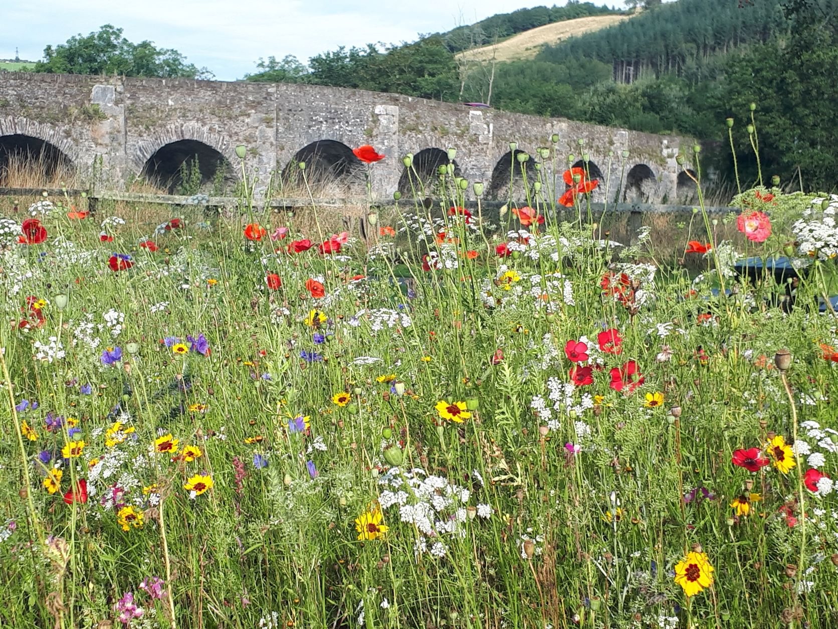 Wildflower Meadow