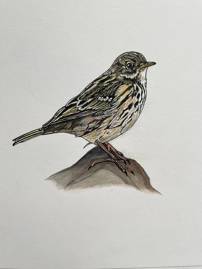 Illustration by Anne Lambe