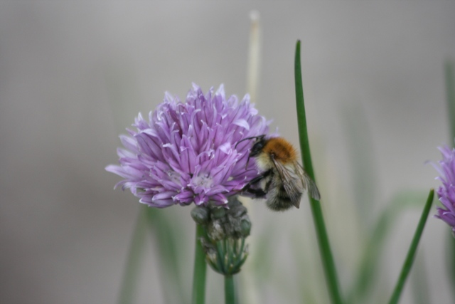 Bumble Bee & Chives