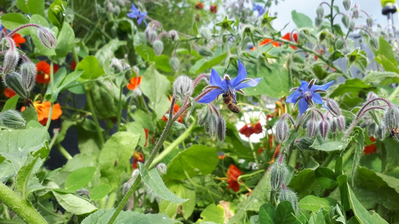 Wildflowers